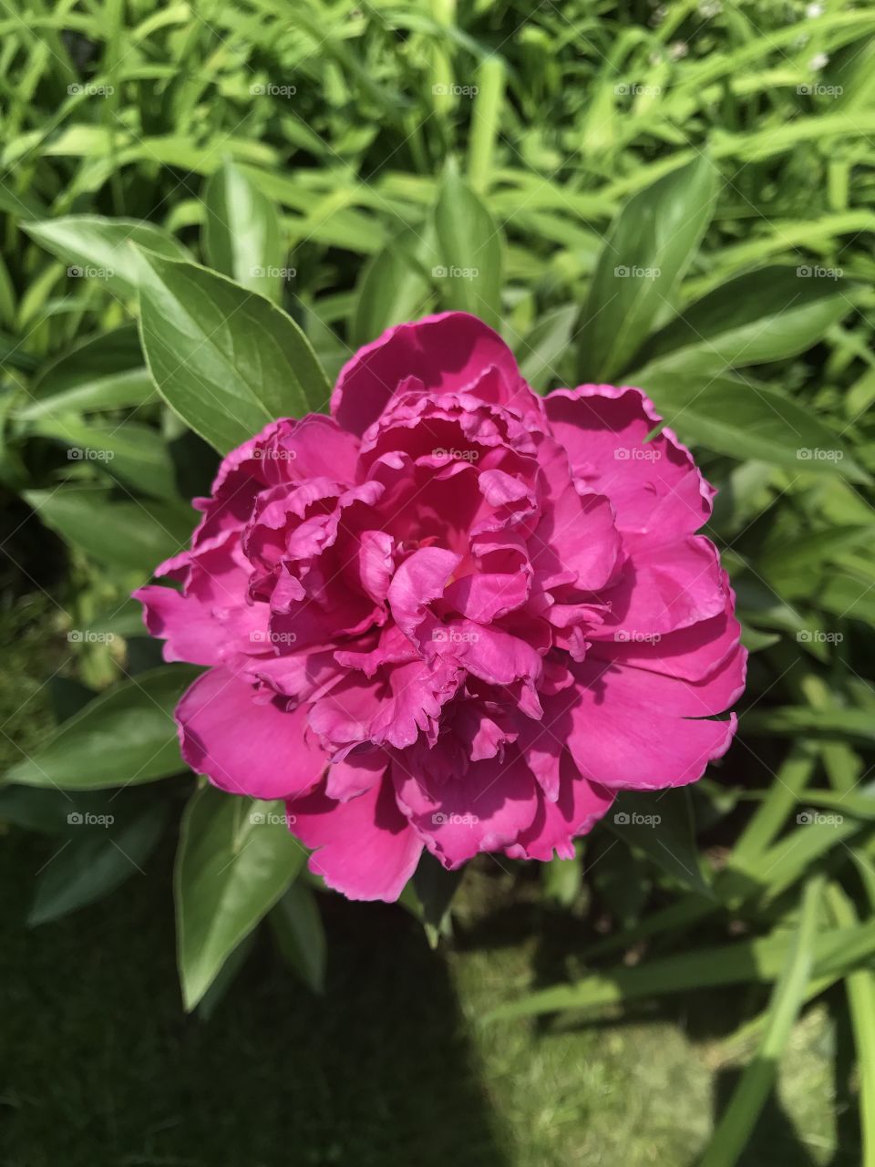 First pink peony to open and bloom 