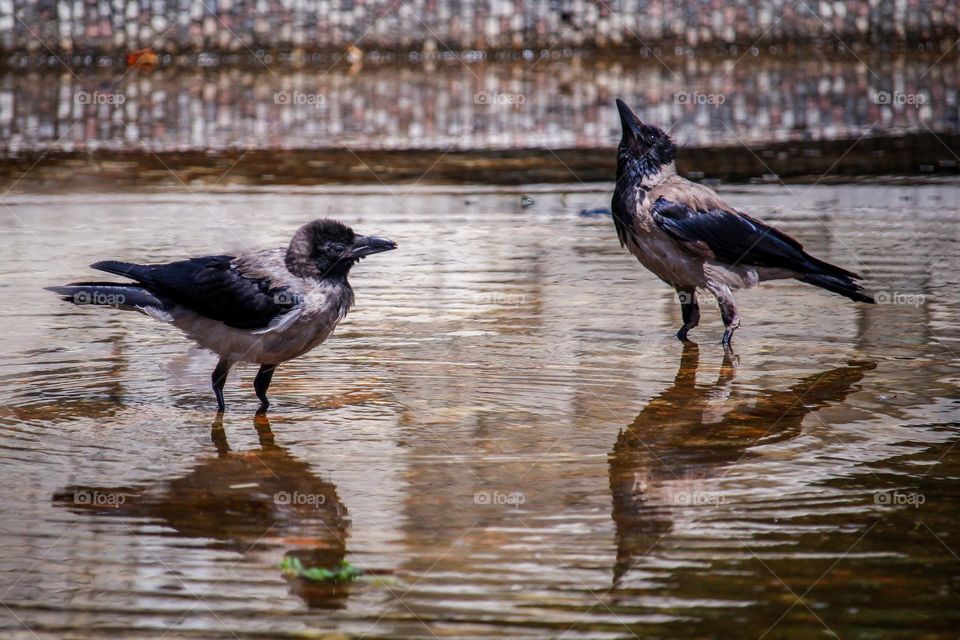 Two ravens drink water in a pool of water