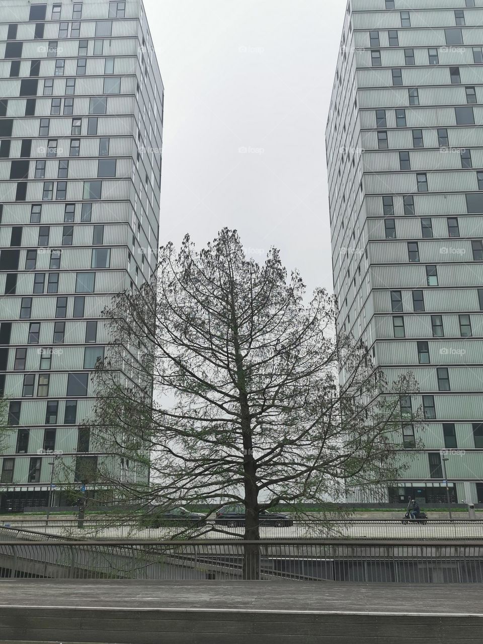 The tree and the city