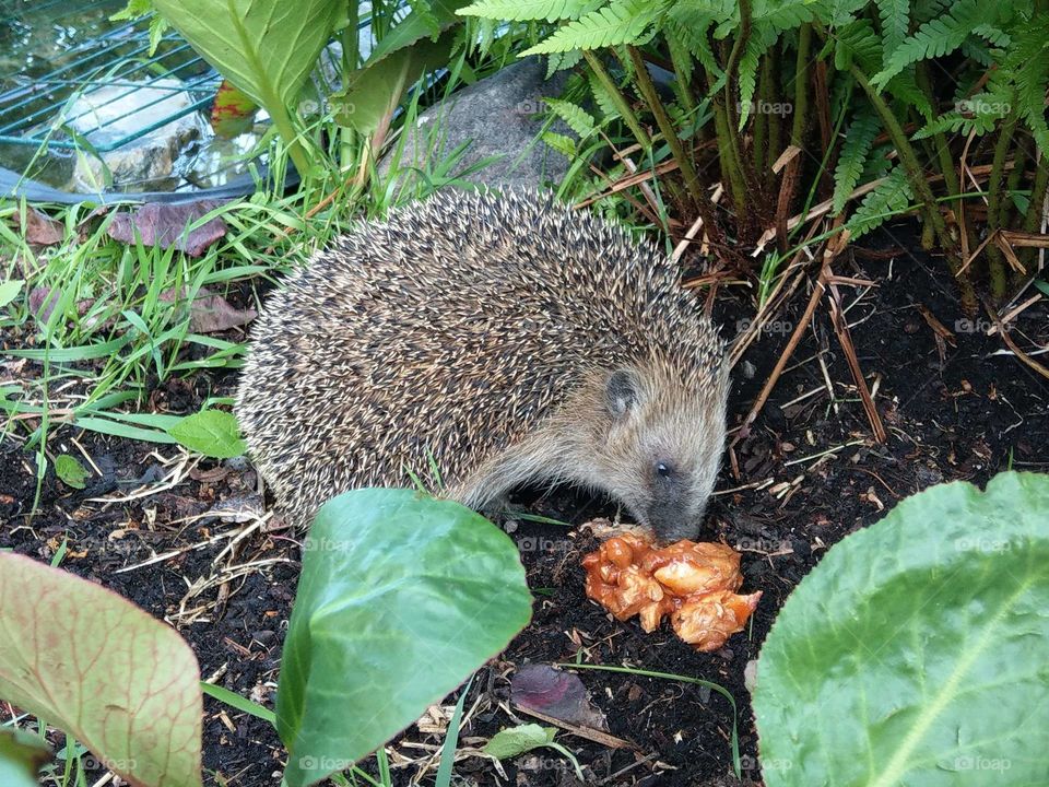 Hedgehog eating in the garden