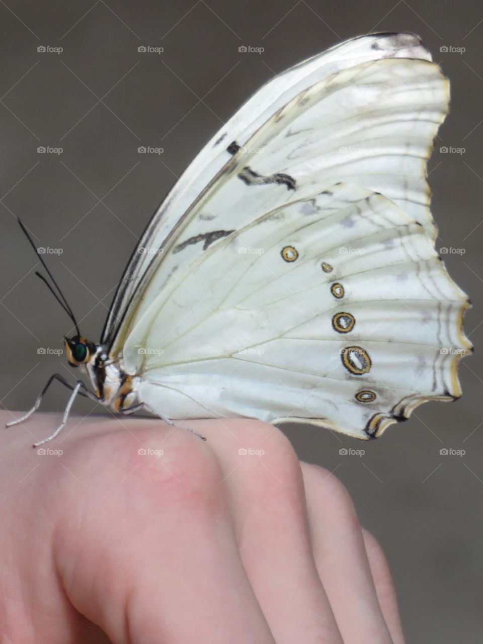 butterfly on hand