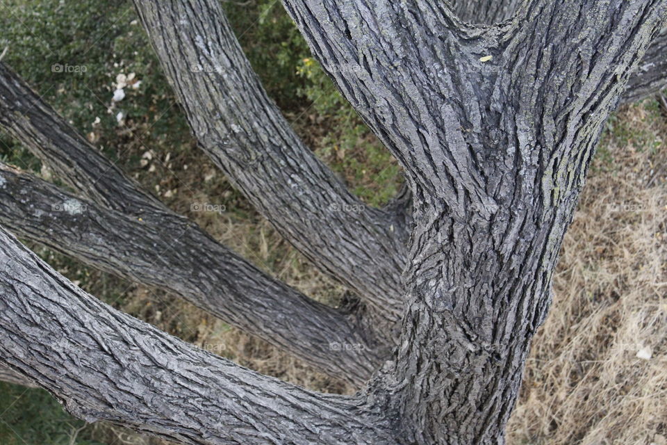 tree bark