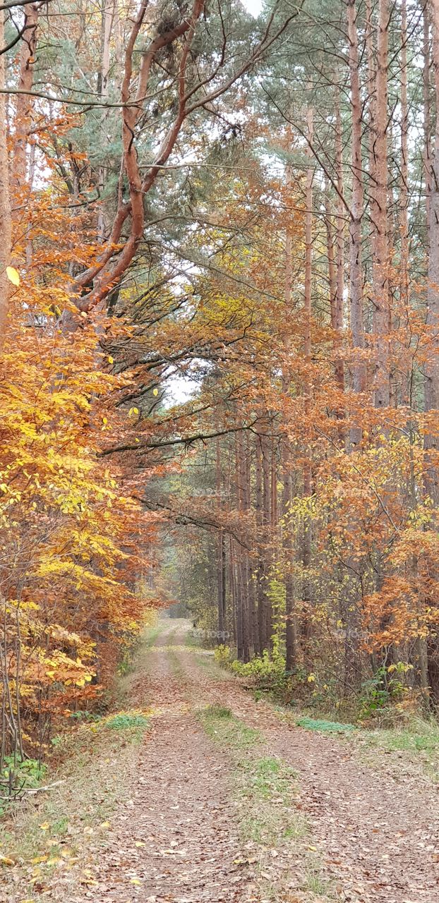 waldweg im herbst