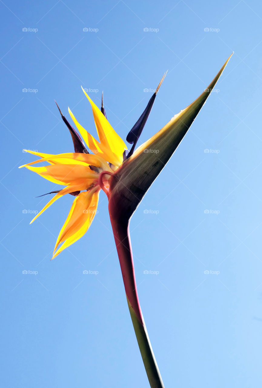 Bird of paradise