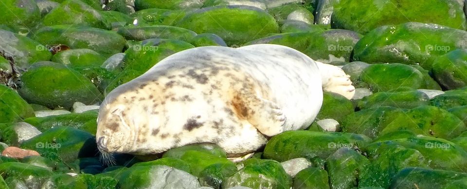 Atlantic Grey Seal. Farne Islands Northumberland 