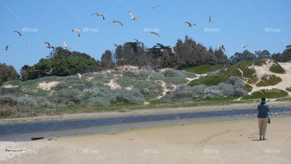 Woman watching Seabirds in fight