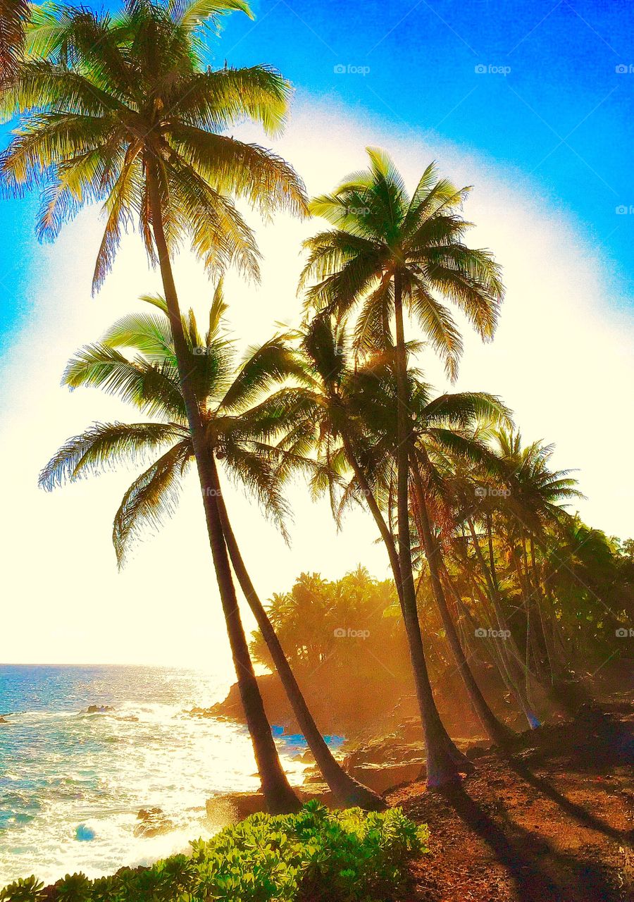 Scenic view of palm trees and pacific ocean