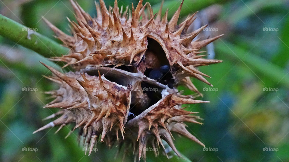 Spiky flower.