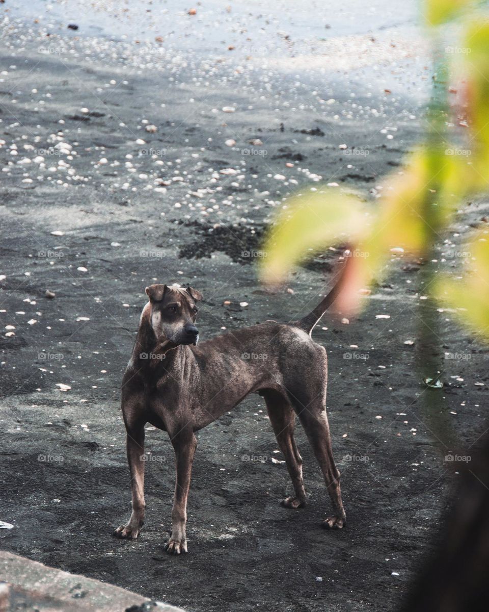 Homeless dog in lung kwu tan