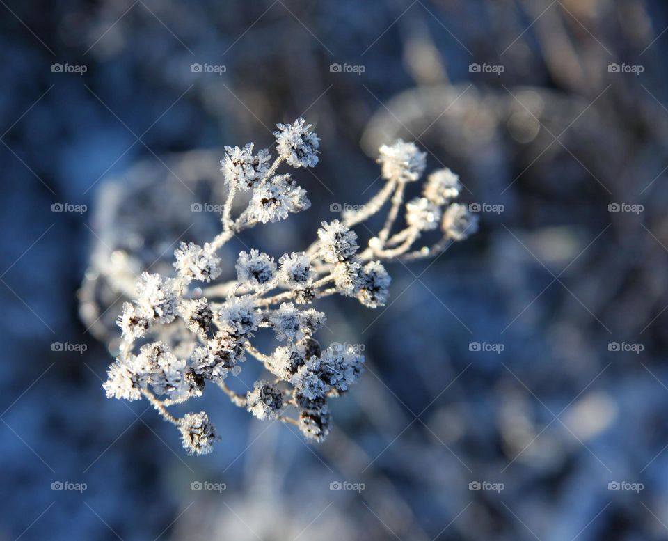 plants and flowers frozen outside in the garden. icy frost covers the stems and leaves of flowers in the form of micro-icicles.