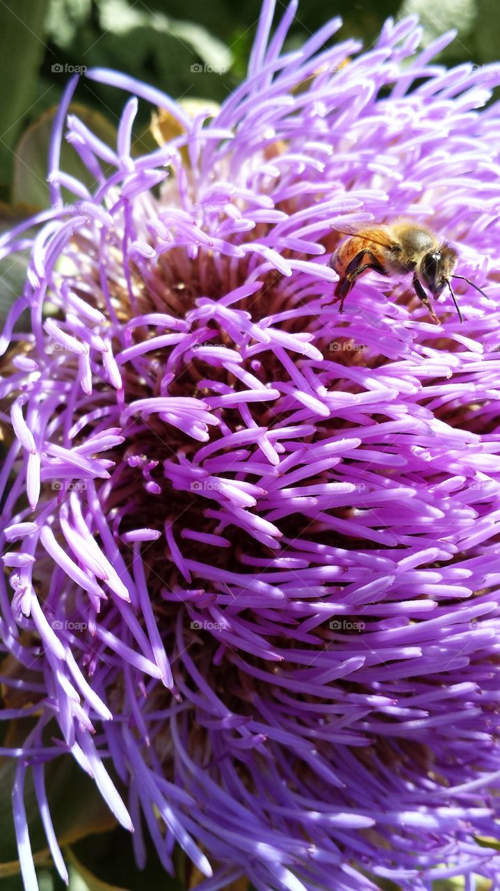 Honeybee collecting pollen from artichoke blossom.