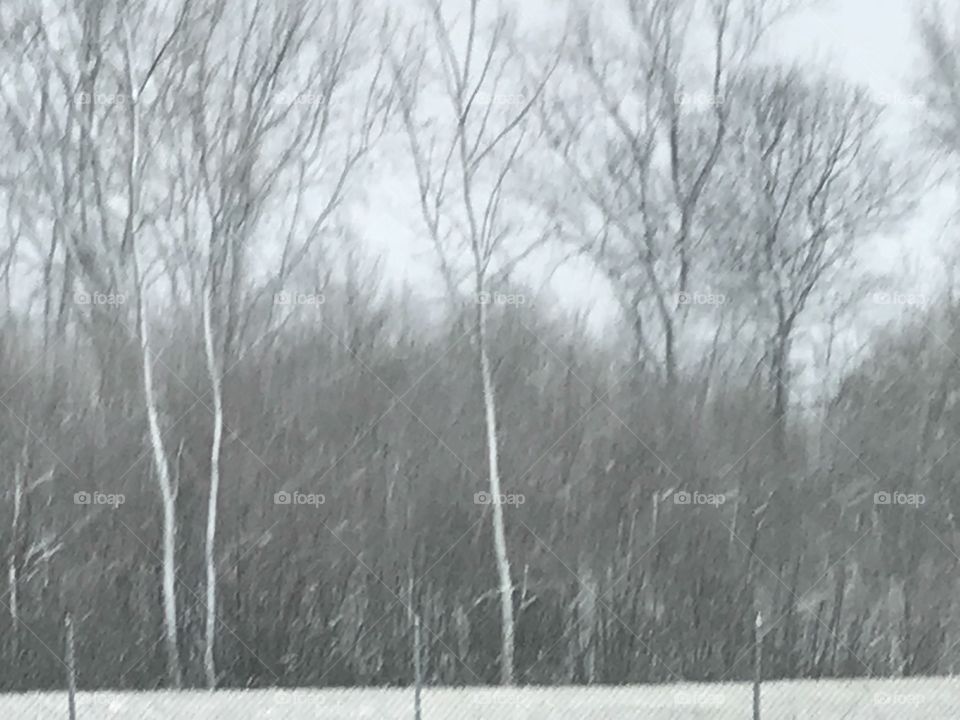 Snow through the trees