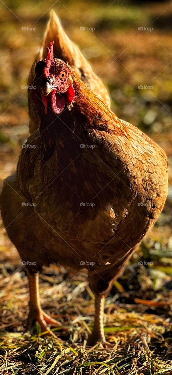 Hen