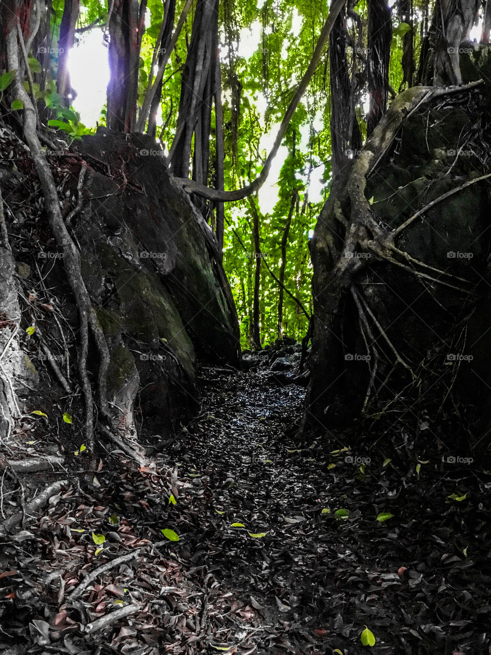 Trail to the stream at Rainbow Falls