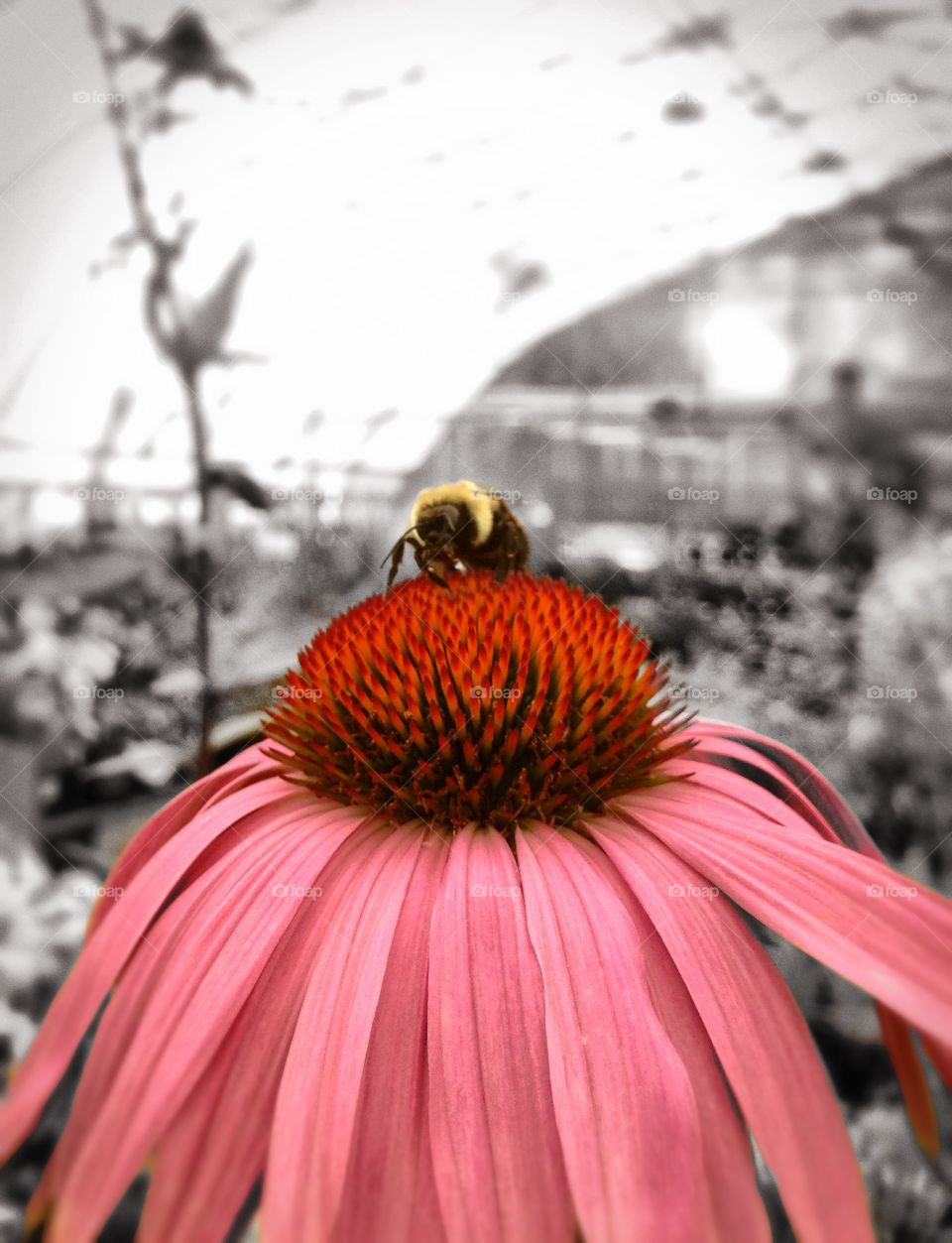 I wonder what bees are thinking about ... 