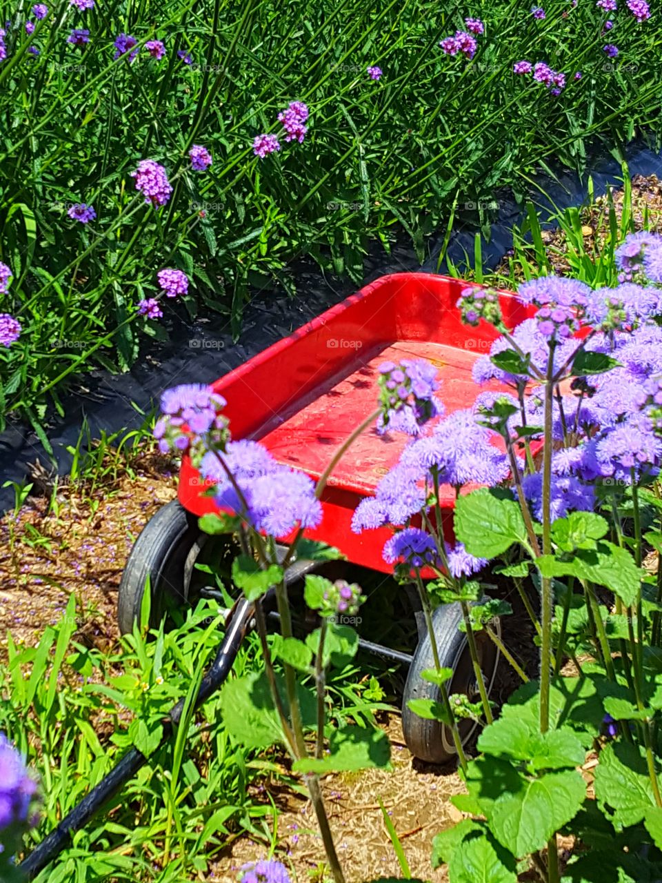 wagon in the garden