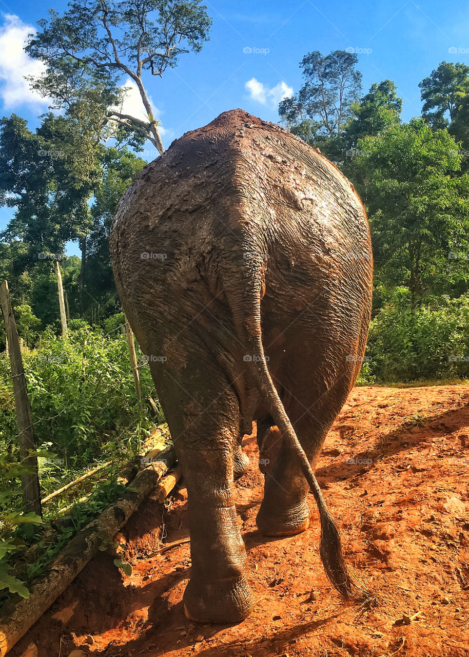Thai elephant butt when walking through the jungle 