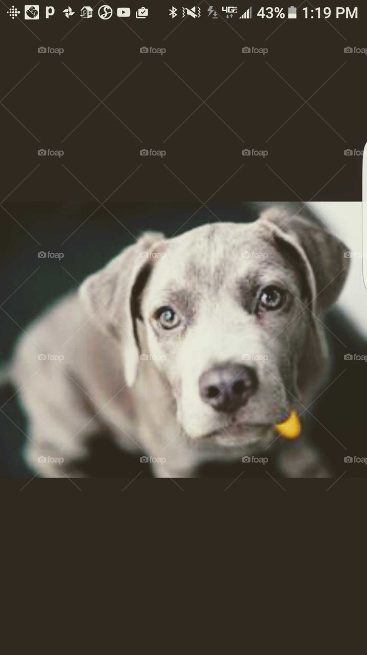 Silver pitbull staring into the camera
