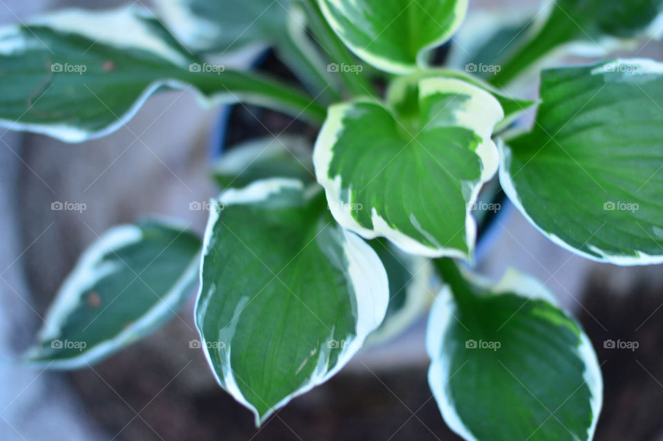 Hasta minuteman green white leaves