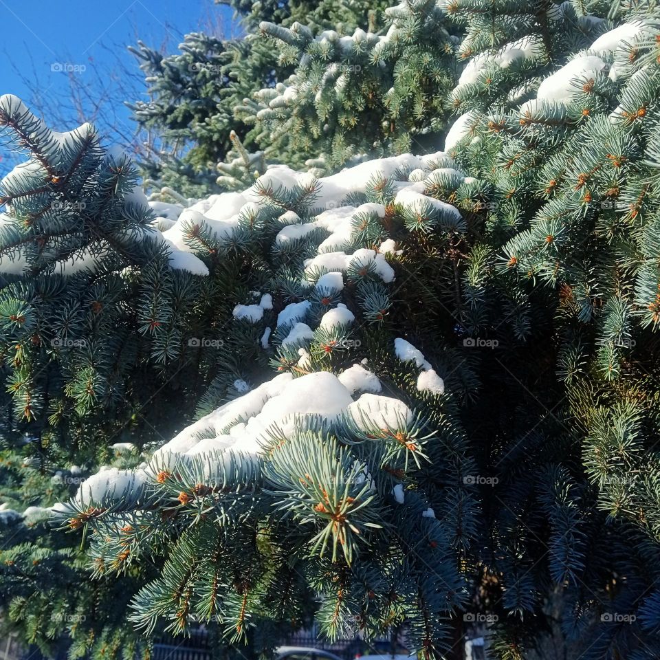 Snow and a beautiful Christmas tree 📷❄️🌲