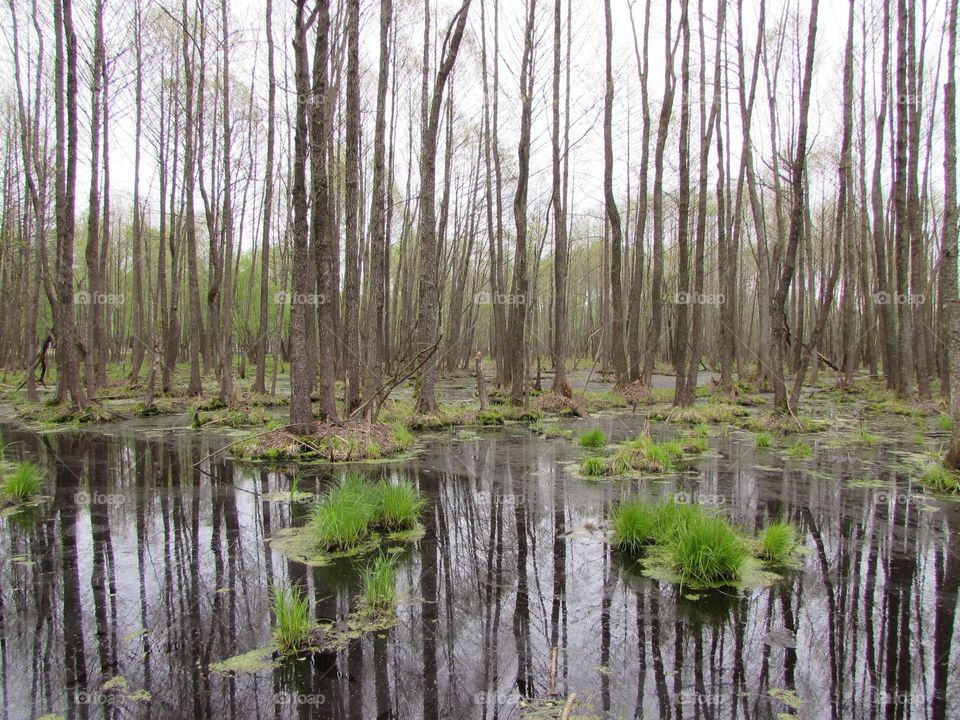 Reflection of trees in the water on a spring swamp