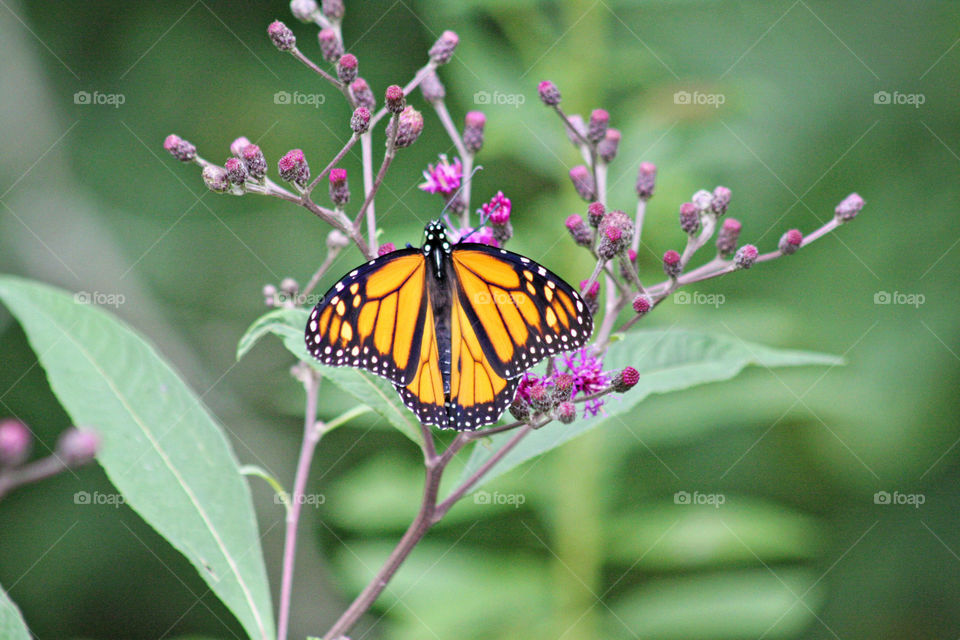 Orange button on purple flowers blooming