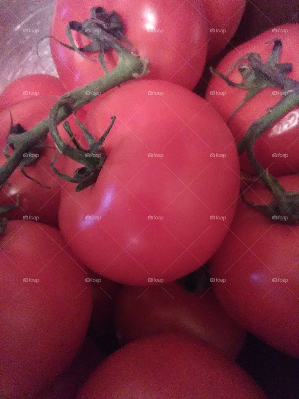 fresh garden tomatoes ready and sunripe .
