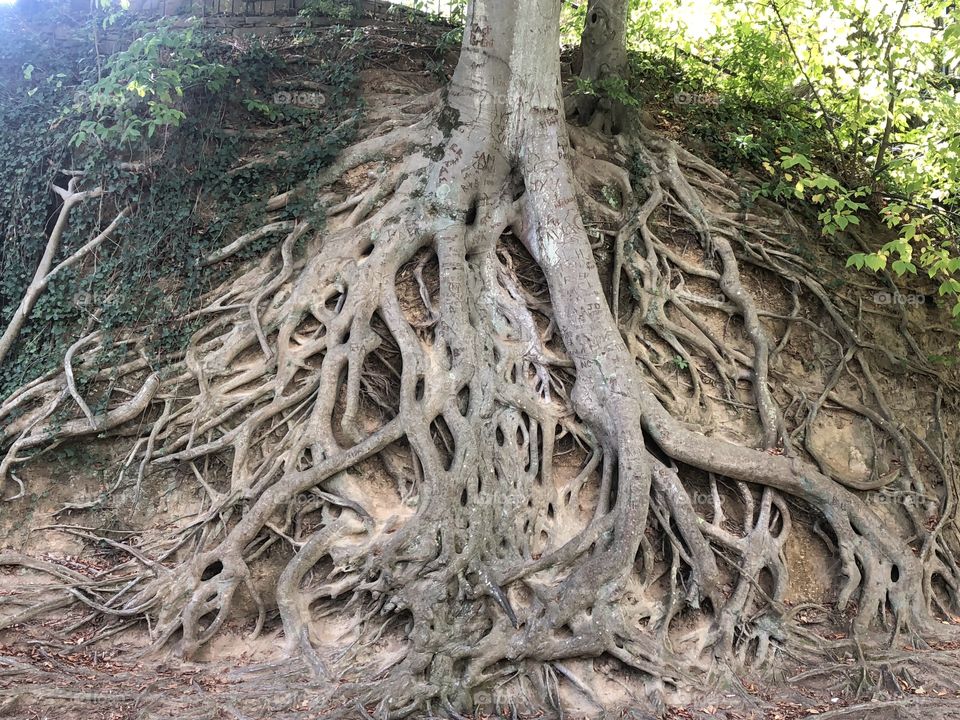 Exposed tree roots on a hillside.