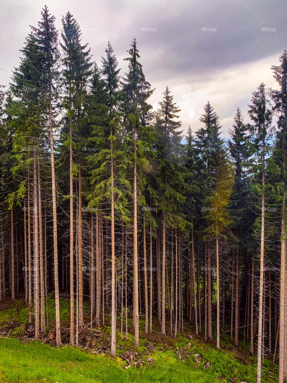 Trees standing tall in the Maiskogel Forest.