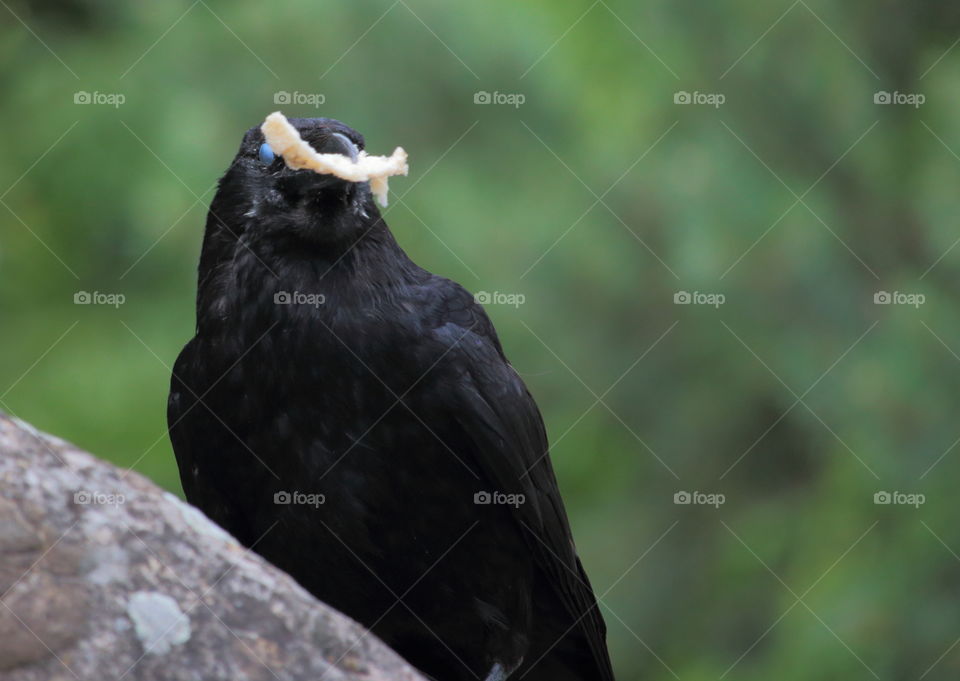 Crow Eating Bread