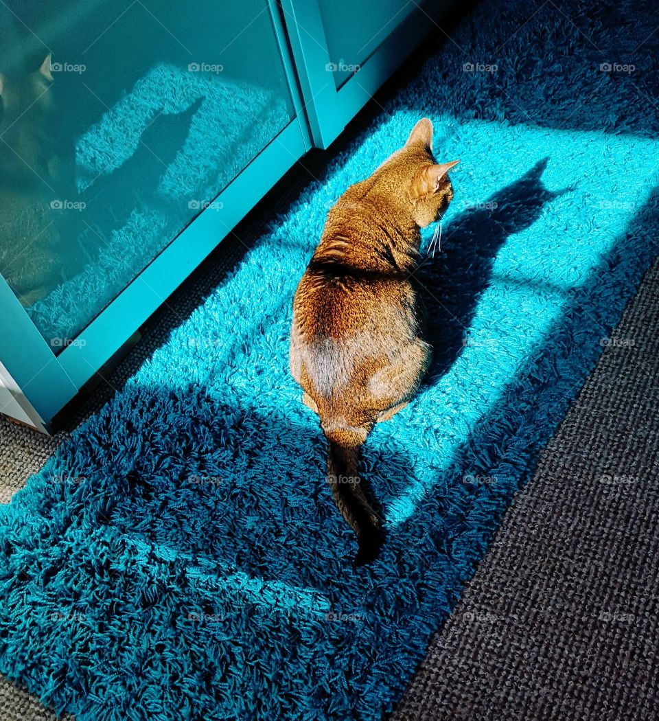 Abyssinian cat in sunlight