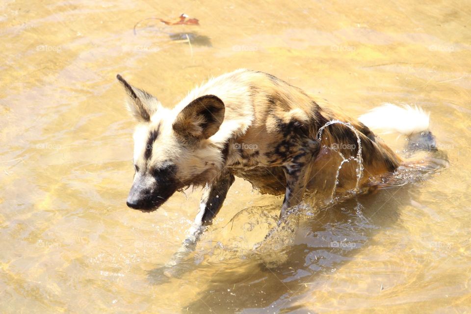 hyena enjoying a frolic in the water