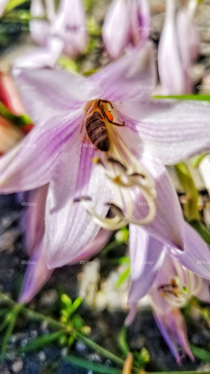 pollinating flowers