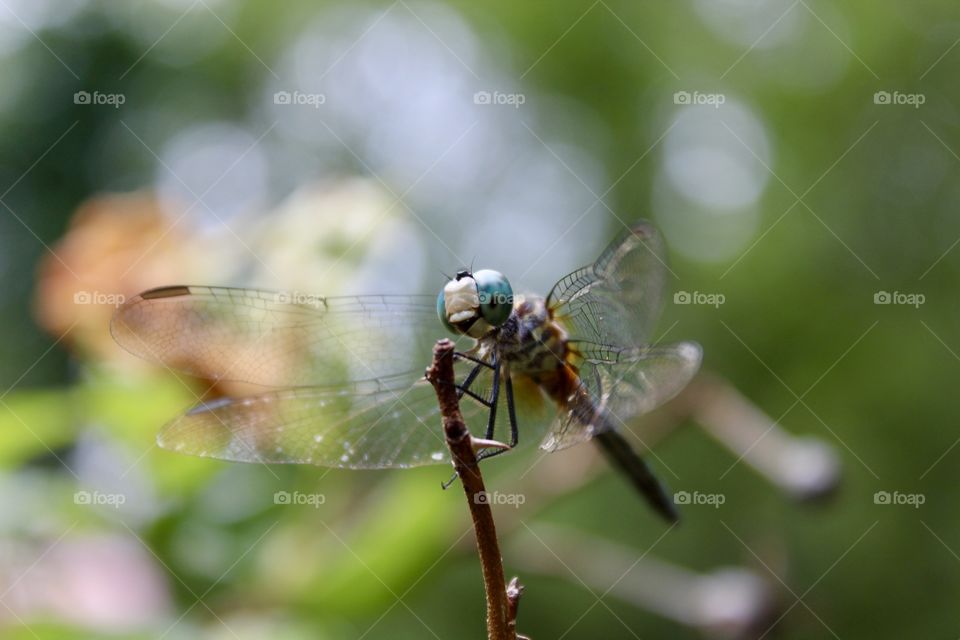 A close up picture of a dragon fly on a branch taken from below