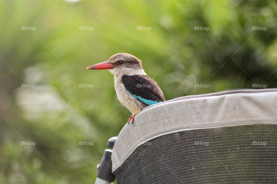 Brown hooded kingfisher perched on a trampoline