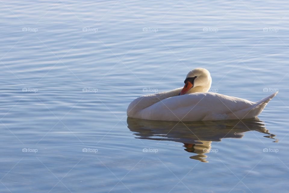 Swan swimming on lake