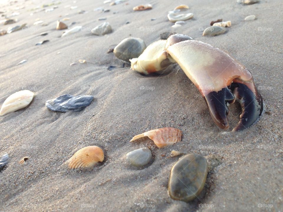 A crab pincher lays on the beach.