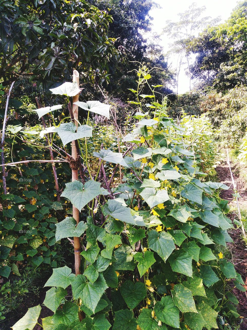 Cucumber plantation where the flowers are blooming and some of the cucumbers are ready to be harvested
