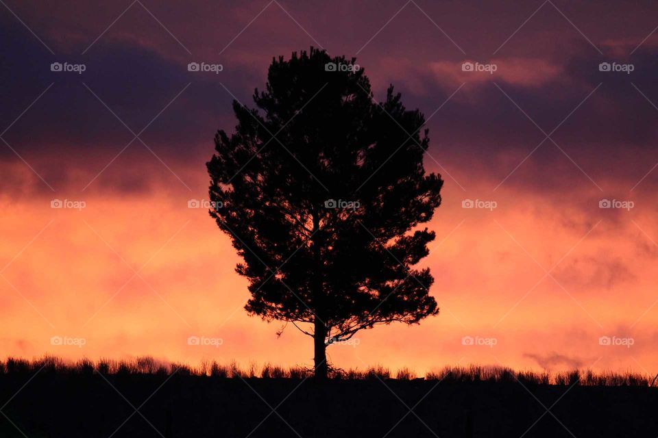 lone tree standing tall against the vibrant sunset