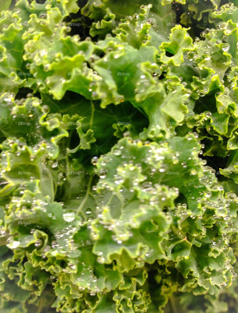 Fresh kale