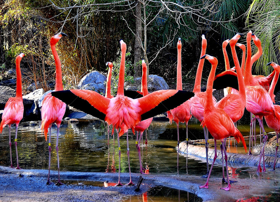 nature zoo colorful animals by wme
