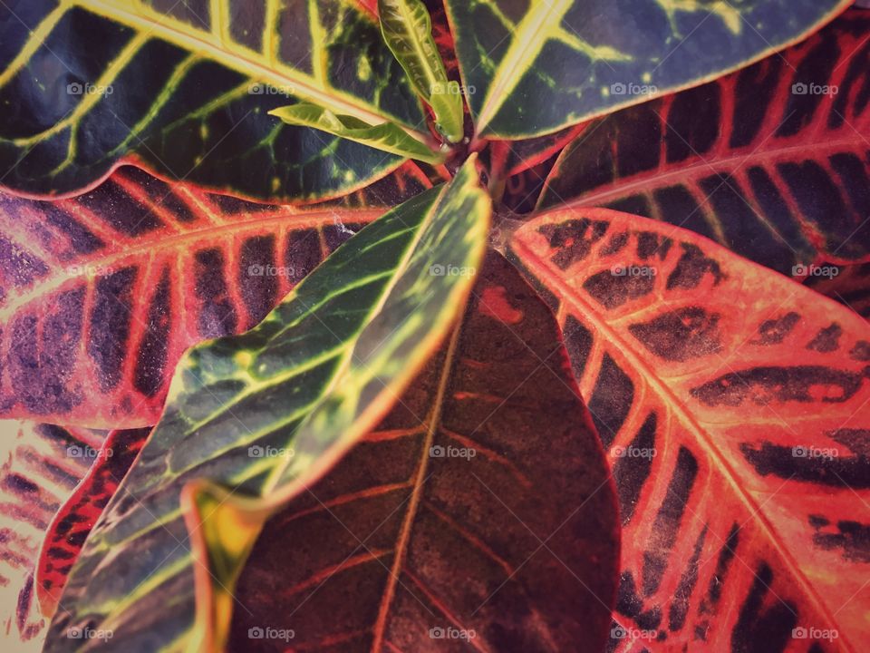 Multicolored, variegated leaves of a plant