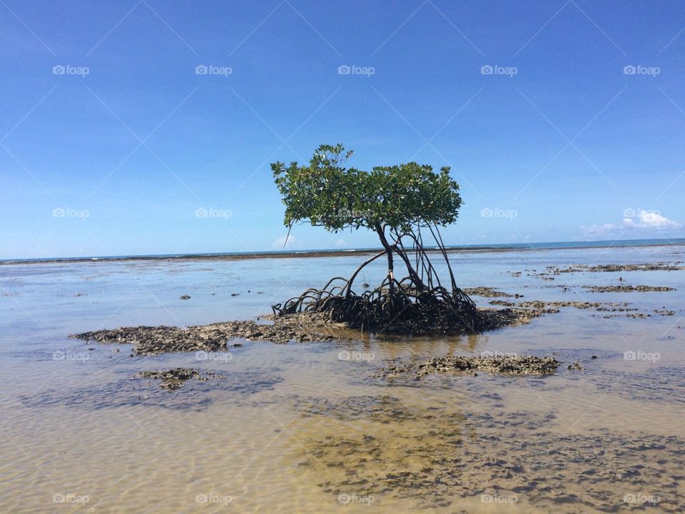 Mangrove and a tree on a Brazilian beach