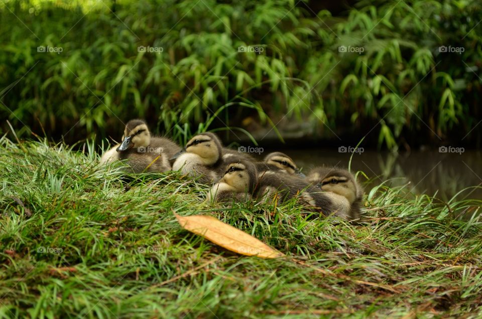 ducklings