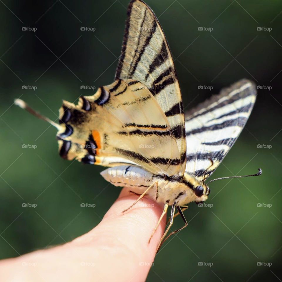 friendly butterfly