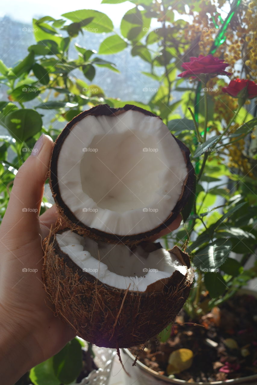 coconut