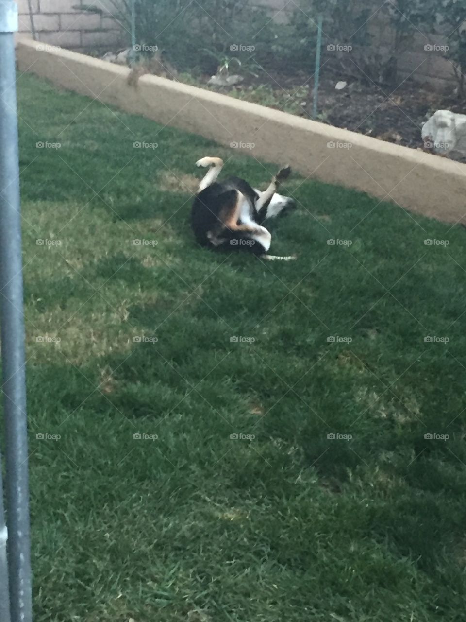 rolling in the grass 