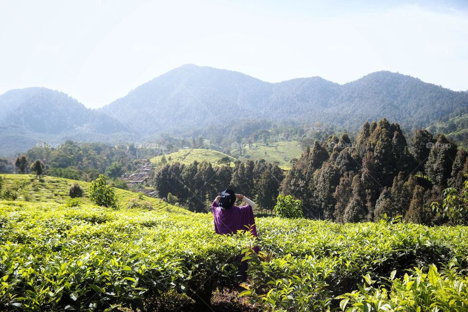 morning view in tea plantation