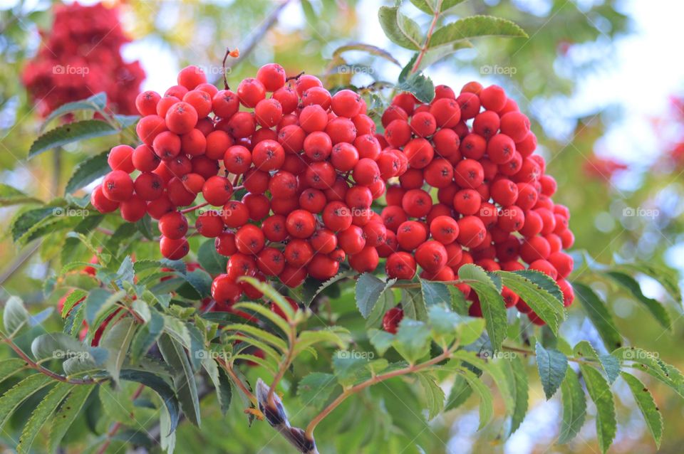 berries