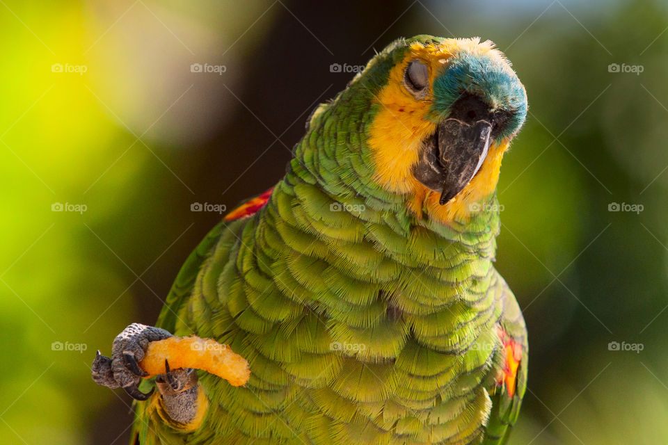 Parrot